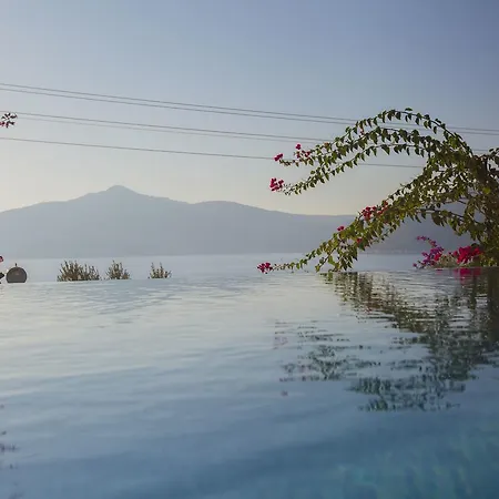 Sans Yildizi * Kalkan